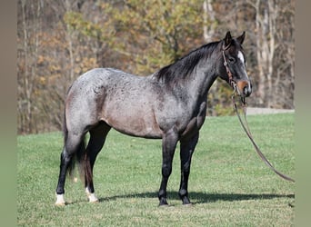 American Quarter Horse, Ruin, 8 Jaar, 145 cm, Roan-Blue