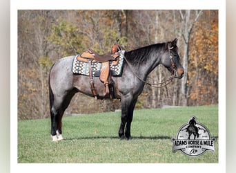 American Quarter Horse, Ruin, 8 Jaar, 145 cm, Roan-Blue