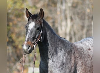 American Quarter Horse, Ruin, 8 Jaar, 145 cm, Roan-Blue
