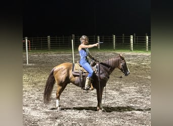 American Quarter Horse, Ruin, 8 Jaar, 145 cm, Roodvos