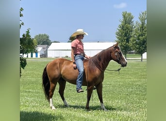 American Quarter Horse, Ruin, 8 Jaar, 145 cm, Roodvos