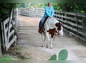 American Quarter Horse, Ruin, 8 Jaar, 145 cm, Tobiano-alle-kleuren