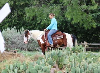 American Quarter Horse, Ruin, 8 Jaar, 145 cm, Tobiano-alle-kleuren