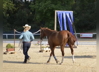 American Quarter Horse, Ruin, 8 Jaar, 145 cm, Vos