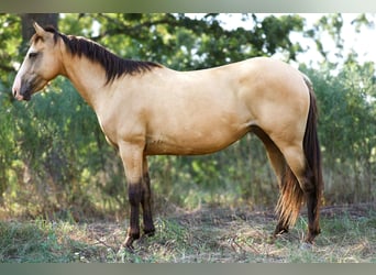 American Quarter Horse, Ruin, 8 Jaar, 147 cm, Buckskin