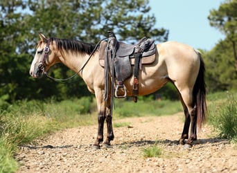 American Quarter Horse, Ruin, 8 Jaar, 147 cm, Buckskin