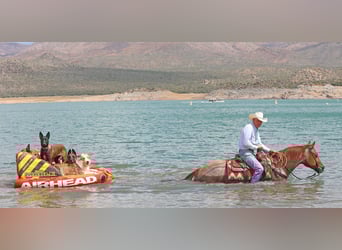 American Quarter Horse, Ruin, 8 Jaar, 147 cm
