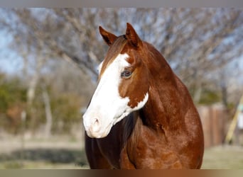 American Quarter Horse, Ruin, 8 Jaar, 147 cm, Donkere-vos