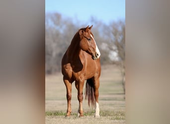 American Quarter Horse, Ruin, 8 Jaar, 147 cm, Donkere-vos