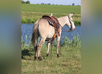 American Quarter Horse, Ruin, 8 Jaar, 147 cm, Falbe