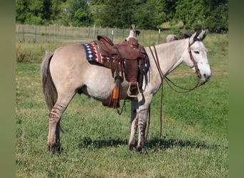 American Quarter Horse, Ruin, 8 Jaar, 147 cm, Falbe