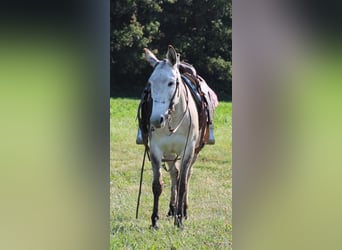 American Quarter Horse, Ruin, 8 Jaar, 147 cm, Falbe