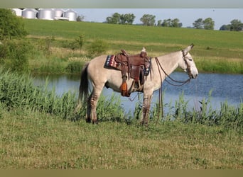 American Quarter Horse, Ruin, 8 Jaar, 147 cm, Falbe