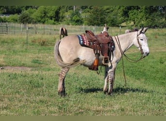 American Quarter Horse, Ruin, 8 Jaar, 147 cm, Falbe