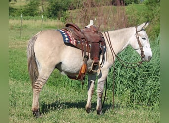 American Quarter Horse, Ruin, 8 Jaar, 147 cm, Falbe