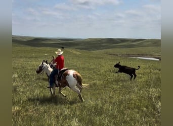 American Quarter Horse, Ruin, 8 Jaar, 147 cm, Gevlekt-paard