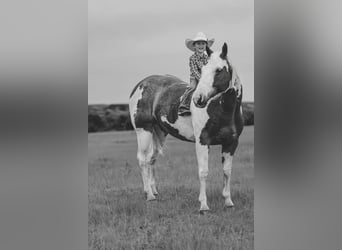American Quarter Horse, Ruin, 8 Jaar, 147 cm, Gevlekt-paard