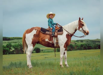 American Quarter Horse, Ruin, 8 Jaar, 147 cm, Gevlekt-paard