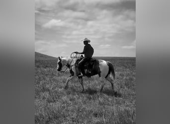 American Quarter Horse, Ruin, 8 Jaar, 147 cm, Gevlekt-paard