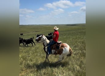 American Quarter Horse, Ruin, 8 Jaar, 147 cm, Gevlekt-paard