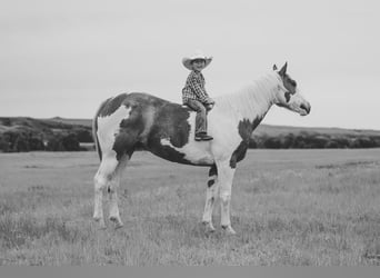 American Quarter Horse, Ruin, 8 Jaar, 147 cm, Gevlekt-paard