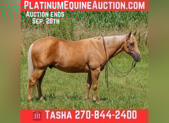 American Quarter Horse, Ruin, 8 Jaar, 147 cm, Palomino