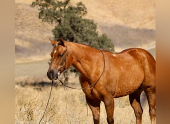 American Quarter Horse, Ruin, 8 Jaar, 147 cm, Palomino