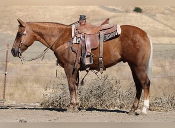 American Quarter Horse, Ruin, 8 Jaar, 147 cm, Palomino