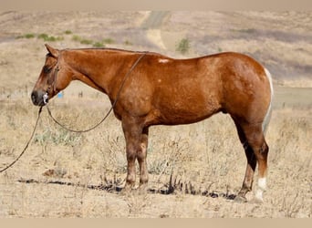 American Quarter Horse, Ruin, 8 Jaar, 147 cm, Palomino