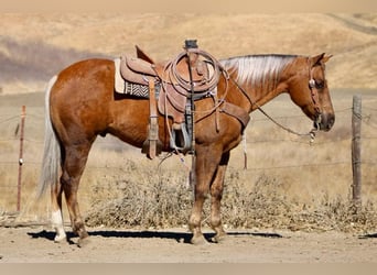 American Quarter Horse, Ruin, 8 Jaar, 147 cm, Palomino