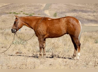 American Quarter Horse, Ruin, 8 Jaar, 147 cm, Palomino