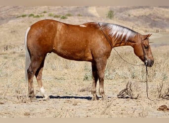 American Quarter Horse, Ruin, 8 Jaar, 147 cm, Palomino