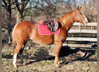 American Quarter Horse Mix, Ruin, 8 Jaar, 147 cm, Rabicano