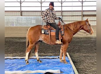 American Quarter Horse Mix, Ruin, 8 Jaar, 147 cm, Rabicano