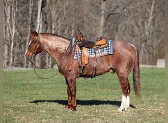 American Quarter Horse, Ruin, 8 Jaar, 147 cm, Roan-Red