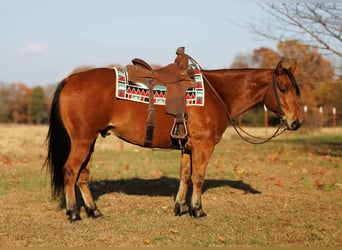 American Quarter Horse, Ruin, 8 Jaar, 147 cm, Roodbruin