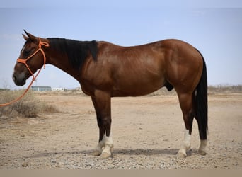 American Quarter Horse, Ruin, 8 Jaar, 147 cm, Roodbruin