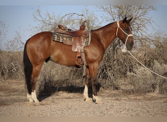 American Quarter Horse, Ruin, 8 Jaar, 147 cm, Roodbruin