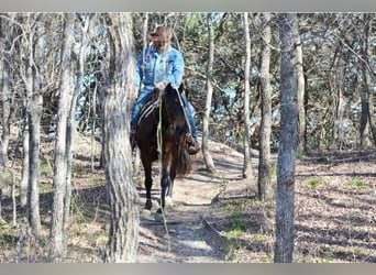 American Quarter Horse, Ruin, 8 Jaar, 147 cm, Roodbruin