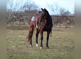 American Quarter Horse, Ruin, 8 Jaar, 147 cm, Roodbruin