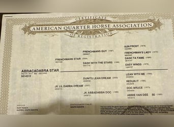 American Quarter Horse, Ruin, 8 Jaar, 147 cm, Roodbruin