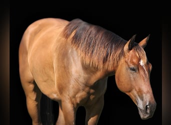 American Quarter Horse, Ruin, 8 Jaar, 150 cm, Bruin