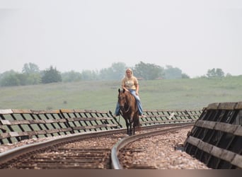 American Quarter Horse, Ruin, 8 Jaar, 150 cm, Bruin