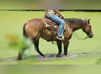 American Quarter Horse, Ruin, 8 Jaar, 150 cm, Bruin