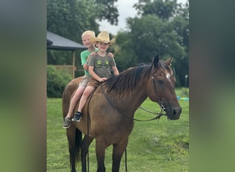 American Quarter Horse, Ruin, 8 Jaar, 150 cm, Bruin