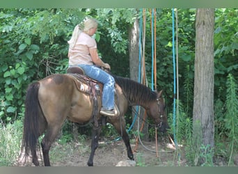 American Quarter Horse, Ruin, 8 Jaar, 150 cm, Bruin