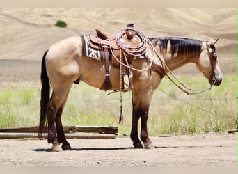 American Quarter Horse, Ruin, 8 Jaar, 150 cm, Buckskin
