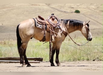 American Quarter Horse, Ruin, 8 Jaar, 150 cm, Buckskin