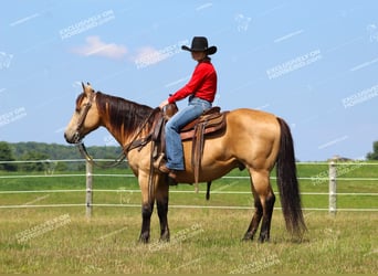 American Quarter Horse, Ruin, 8 Jaar, 150 cm, Buckskin