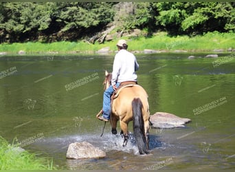 American Quarter Horse, Ruin, 8 Jaar, 150 cm, Buckskin